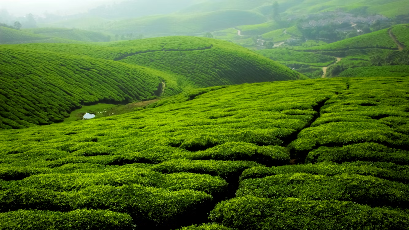 Tea Garden Field